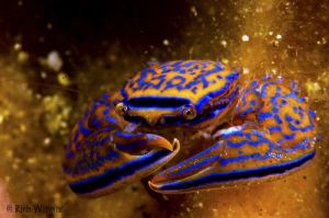 Crab between the ribs of a barrel sponge.  D300/Inon Stro... by Richard Witmer 